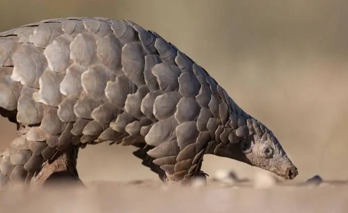 我國&ldquo;十四五&rdquo;將加強野生動植物保護