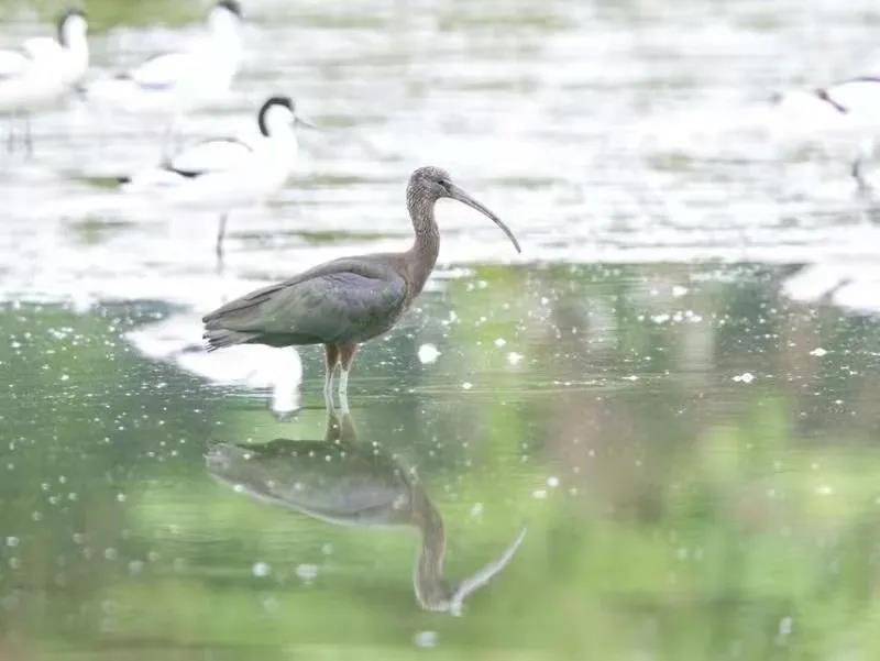 2be3a590647b0bb5ec77ccf9ce1689a5.jpg 彩鹮.jpg