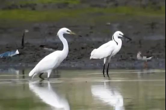 3d2c52f0d66e47dfe2b15e00e10f4062.jpg 黃嘴白鷺.jpg