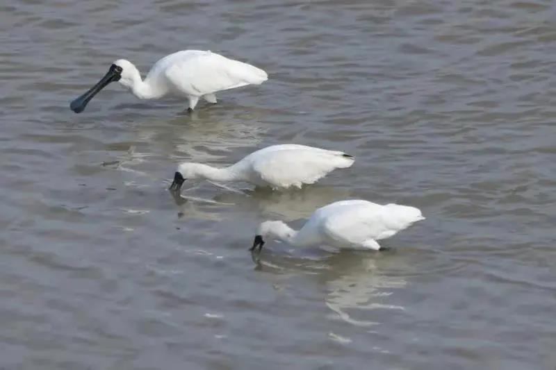 a4fadfbd780cbf4438e8809642fd6c02.jpg 黑臉琵鷺.jpg