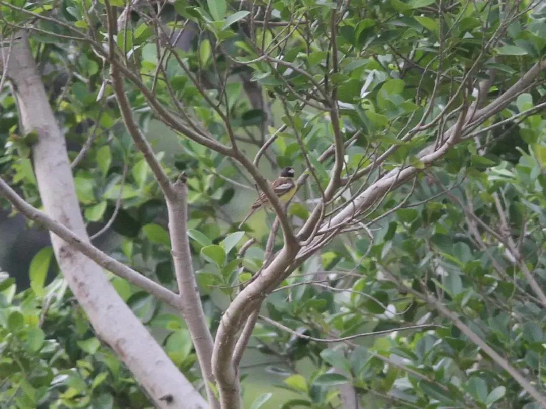 bb017ca817ccec11079554c385726d26.jpg 黃胸鹀.jpg