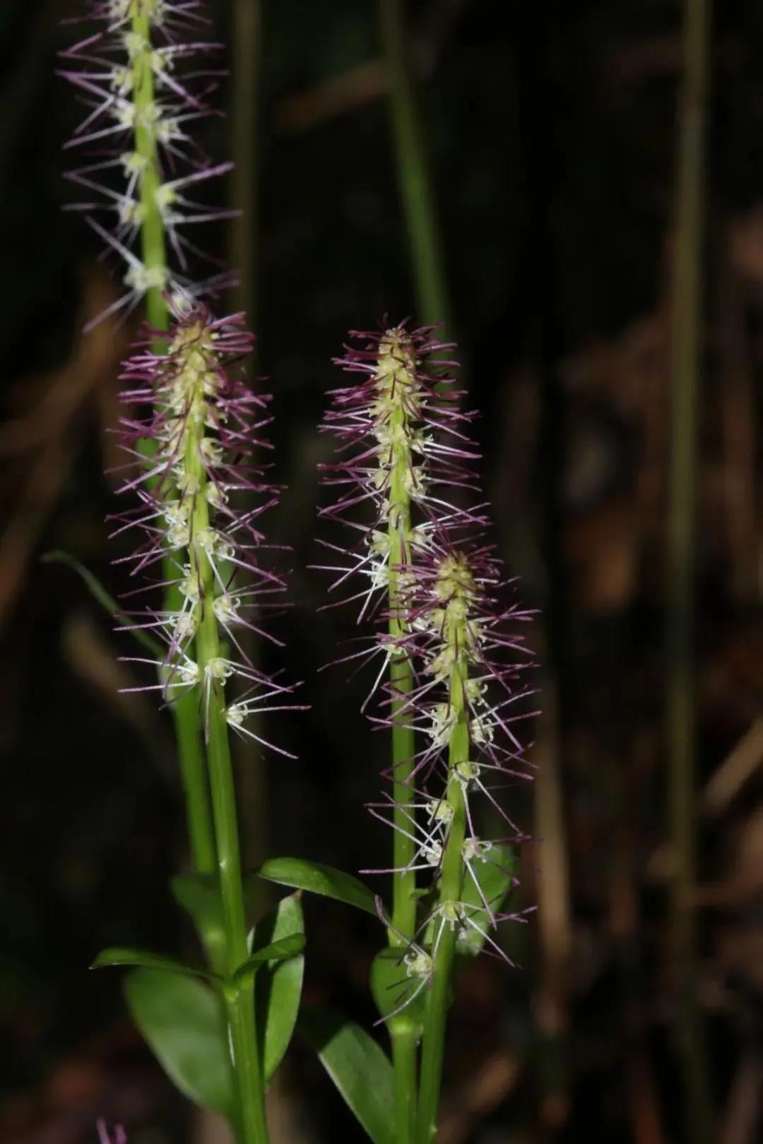 cc3909afc263d508bc03ed91bd36d92f.jpg 石門臺白絲草.jpg