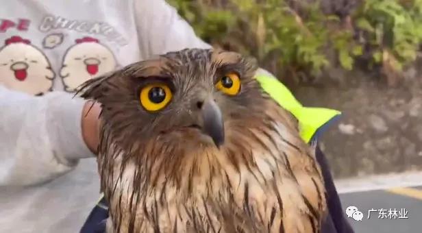 &ldquo;呆萌&rdquo;猛禽獲市民救助！深圳梧桐山發現&ldquo;小可愛&rdquo;