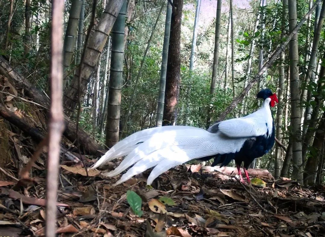 太驚艷了！河源&ldquo;林中仙子&rdquo;登上央視，霸屏近2分鐘......